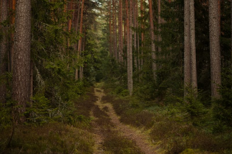 Skog